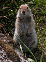 Curious Squirrel