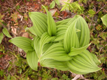 Plant - Talkeetna Mountains